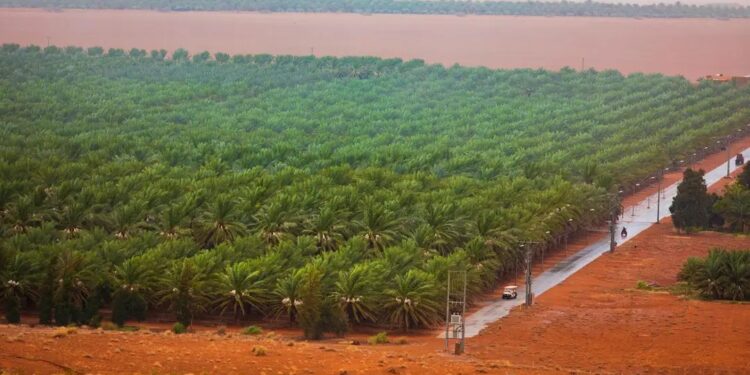 الأولى عالميا.. المملكة تتصدر قائمة الدول المنتجة للتمور بقيمة تتخطى 1.4 مليار ريال