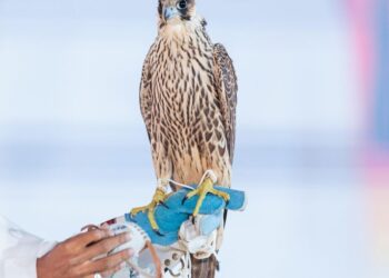 حقق مبيعات بـ6 ملايين ريال.. إسدال الستار على مزاد نادي الصقور السعودي 2024