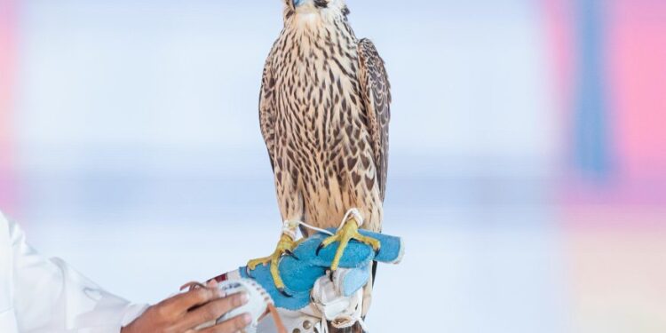 حقق مبيعات بـ6 ملايين ريال.. إسدال الستار على مزاد نادي الصقور السعودي 2024