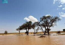 الأمطار الغزيرة تضفي جمالًا على شوارع وحدائق محافظة رفحاء