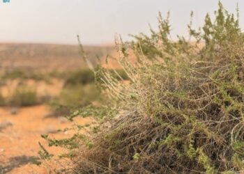 «نفود أم أذن» جنوب «لينة التاريخية» جمال طبيعي آسر