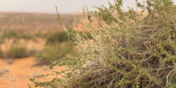 «نفود أم أذن» جنوب «لينة التاريخية» جمال طبيعي آسر