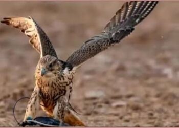 للحفاظ على سلالات الصقور.. نيوم تستضيف لقاء هدد السنوي 2024