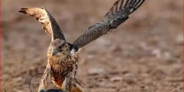 للحفاظ على سلالات الصقور.. نيوم تستضيف لقاء هدد السنوي 2024