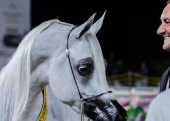 بمشاركة 237 جوادًا من أرقى مرابط العالم.. غدًا انطلاق الجولة النهائية لجولات الجياد العربية في الرياض