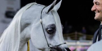 بمشاركة 237 جوادًا من أرقى مرابط العالم.. غدًا انطلاق الجولة النهائية لجولات الجياد العربية في الرياض