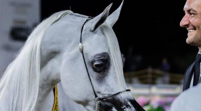 بمشاركة 237 جوادًا من أرقى مرابط العالم.. غدًا انطلاق الجولة النهائية لجولات الجياد العربية في الرياض