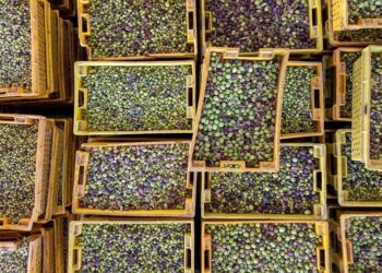 بـ 23 مليون شجرة.. قطاع الزيتون قاطرة التنمية الزراعية والسياحية في منطقة الجوف