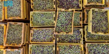 بـ 23 مليون شجرة.. قطاع الزيتون قاطرة التنمية الزراعية والسياحية في منطقة الجوف