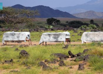 أزهار” السدر” الموسمية تعزز القيمة السوقية للعسل المحلي