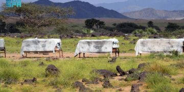 أزهار” السدر” الموسمية تعزز القيمة السوقية للعسل المحلي