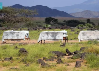 أزهار" السدر" الموسمية تعزز القيمة السوقية للعسل المحلي