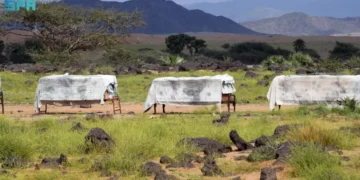 أزهار" السدر" الموسمية تعزز القيمة السوقية للعسل المحلي