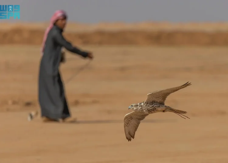 منافسات كأس نادي الصقور السعودي بحفر الباطن تشهد تنافسًا مثيرًا بين الصقارين في يومها الثاني