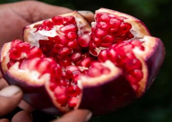 "رمان الطائف وميسان".. يدخل مراحل البيات الشتوي