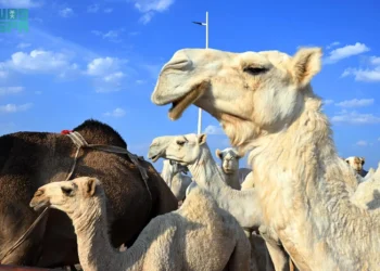 حضور كثيف وفعاليات متواصلة لمزاد المدينة المنورة الأول للإبل بمحافظة الحناكية