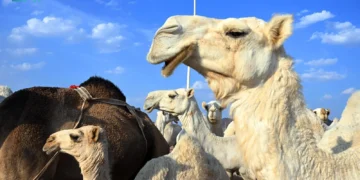 حضور كثيف وفعاليات متواصلة لمزاد المدينة المنورة الأول للإبل بمحافظة الحناكية