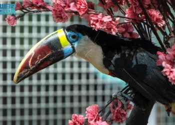 حديقة “الرياض زوو”.. أنشطة تفاعلية تعزز تجربة الزوار بعروض الطيور ضمن موسم الرياض 2024