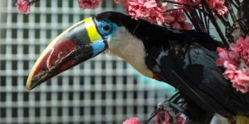 حديقة “الرياض زوو”.. أنشطة تفاعلية تعزز تجربة الزوار بعروض الطيور ضمن موسم الرياض 2024