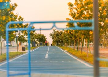 أشجار الأكاسيا جلوكا.. متعة بصرية تنثر جمالها في متنزهات حائل