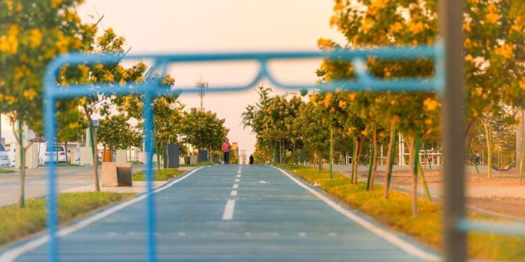 أشجار الأكاسيا جلوكا.. متعة بصرية تنثر جمالها في متنزهات حائل