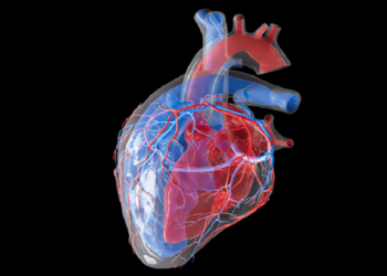 دراسة تُغيِّر مفاهيم العلماء.. باحثون بالسويد: القلب يملك “دماغًا صغيرًا” خاصًّا به