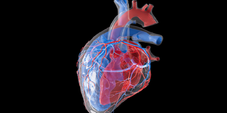دراسة تُغيِّر مفاهيم العلماء.. باحثون بالسويد: القلب يملك “دماغًا صغيرًا” خاصًّا به