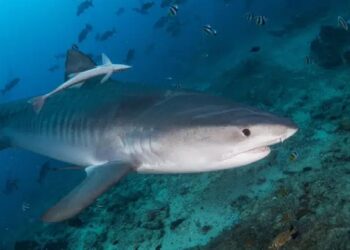 اعتماد الحمض النووي لـ 4500 كائن بحري لحمايتها من خطر الانقراض