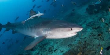 اعتماد الحمض النووي لـ 4500 كائن بحري لحمايتها من خطر الانقراض