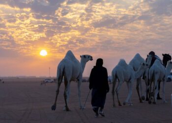 مهرجان الملك عبدالعزيز للإبل يحرك عجلة الاقتصاد في المناطق القريبة من المهرجان