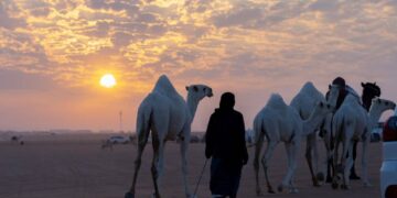 مهرجان الملك عبدالعزيز للإبل يحرك عجلة الاقتصاد في المناطق القريبة من المهرجان