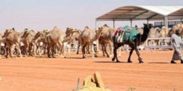 "إطلاق تطبيق 'الغزايز' في منافسات الجمل بمهرجان الملك عبدالعزيز للإبل"