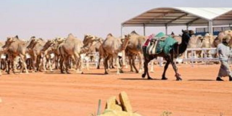 "إطلاق تطبيق 'الغزايز' في منافسات الجمل بمهرجان الملك عبدالعزيز للإبل"