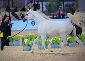انطلاق العرض الدولي السابع لجمال الخيل العربية الأصيلة في الـ 11 من ديسمبر