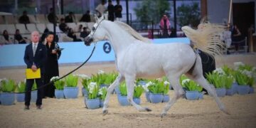 انطلاق العرض الدولي السابع لجمال الخيل العربية الأصيلة في الـ 11 من ديسمبر