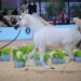 انطلاق العرض الدولي السابع لجمال الخيل العربية الأصيلة في الـ 11 من ديسمبر