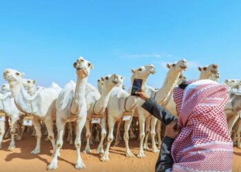 "ارتفاع مبيعات مزادات الإبل في مهرجان الملك عبدالعزيز بنسبة 20% مقارنة بالعام الماضي"