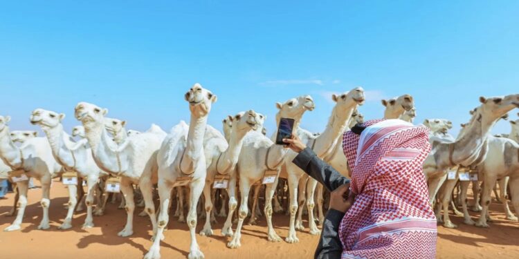 "ارتفاع مبيعات مزادات الإبل في مهرجان الملك عبدالعزيز بنسبة 20% مقارنة بالعام الماضي"