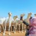 "ارتفاع مبيعات مزادات الإبل في مهرجان الملك عبدالعزيز بنسبة 20% مقارنة بالعام الماضي"