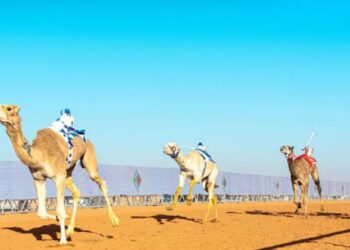 انطلاق سباقات الهجن في ميدان الملك عبدالعزيز بجوائز تصل لـ 85 مليون ريال
