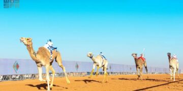 انطلاق سباقات الهجن في ميدان الملك عبدالعزيز بجوائز تصل لـ 85 مليون ريال