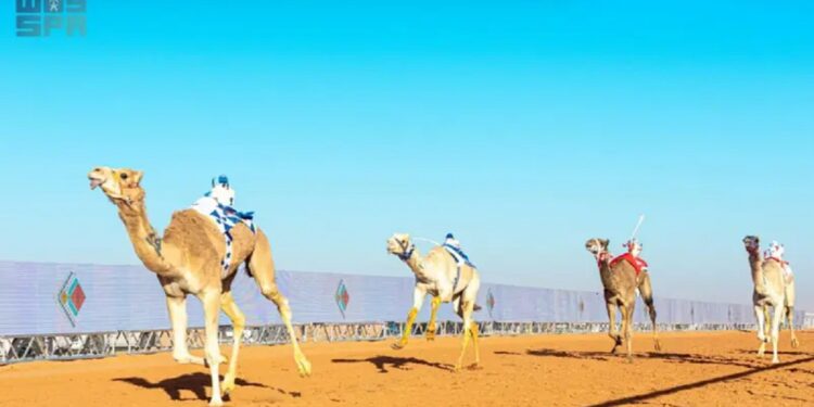 انطلاق سباقات الهجن في ميدان الملك عبدالعزيز بجوائز تصل لـ 85 مليون ريال