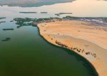 كحل الصيف وبياض الشتاء” تتلالأ مجددًا بقدوم “البراد” في الأحساء