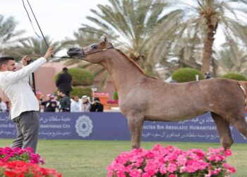 أمير منطقة الرياض يشهد الحفل الختامي للعرض الدولي السابع لجمال الخيل العربية الأصيلة