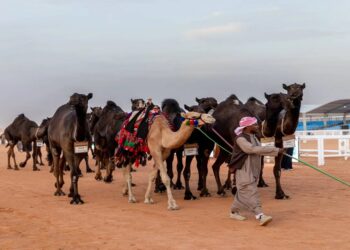 40 مليون ريال صفقات فئة المجاهيم في الأيام الأولى بمهرجان الإبل