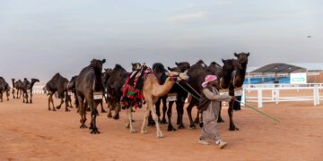 40 مليون ريال صفقات فئة المجاهيم في الأيام الأولى بمهرجان الإبل