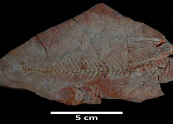 "اكتشاف تاريخي لبقايا كائنات بحرية في السعودية تعود إلى 56 مليون سنة"