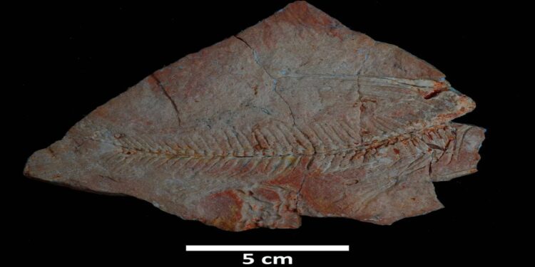 "اكتشاف تاريخي لبقايا كائنات بحرية في السعودية تعود إلى 56 مليون سنة"