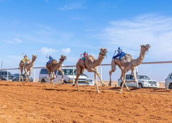 «مهرجان الإبل»: موسى الموسى يتوج بسيف الملك للون «الشقح»