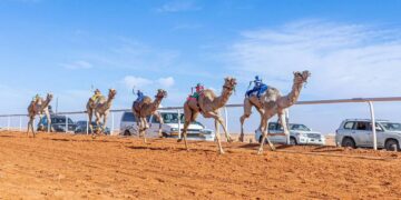 «مهرجان الإبل»: موسى الموسى يتوج بسيف الملك للون «الشقح»